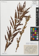 Foto von Salix triandra L. x Salix viminalis L.